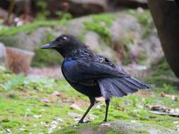 Image of Malabar Whistling Thrush