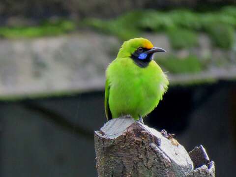 Image of Golden-fronted Leafbird