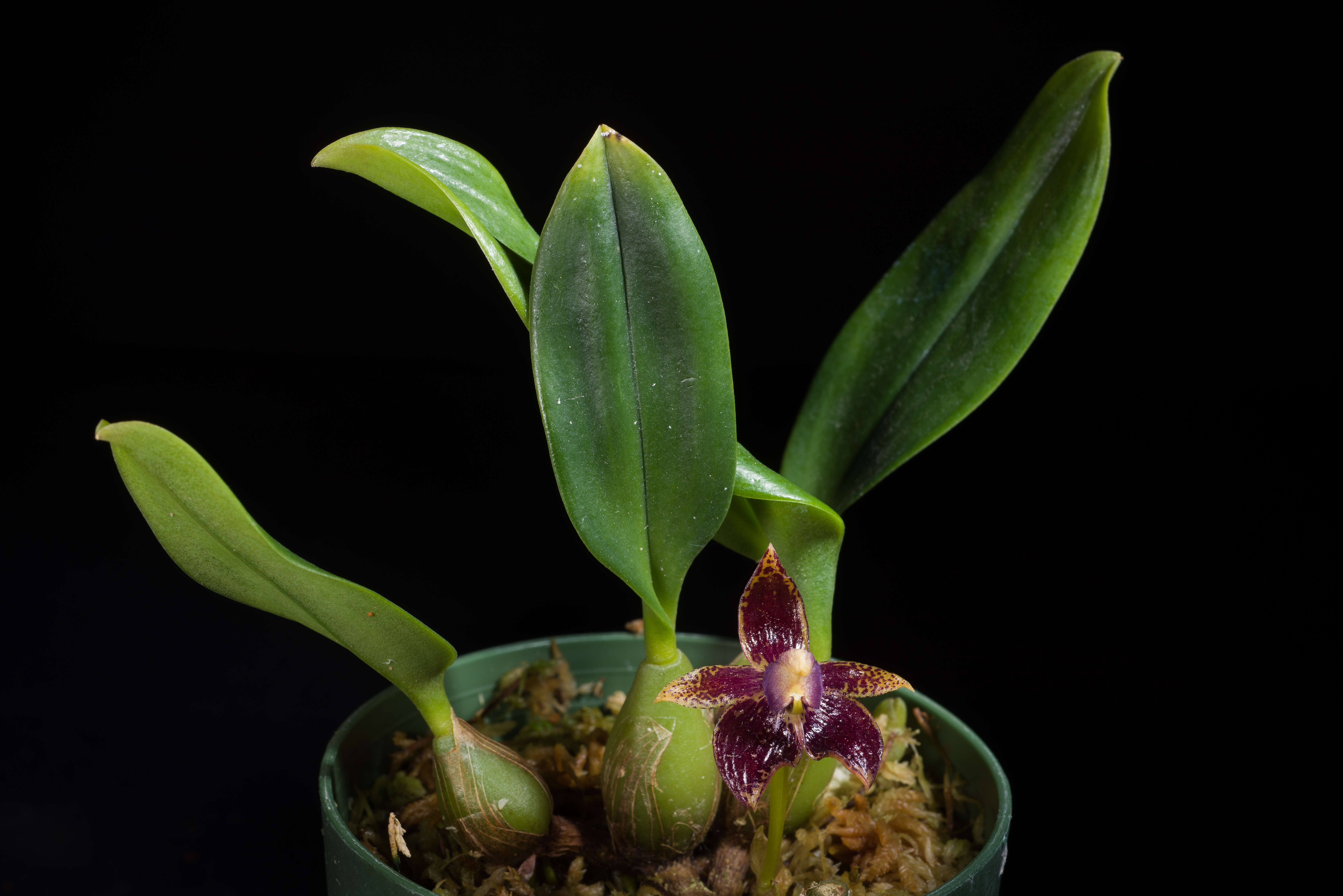 Image of Bulbophyllum cornutum (Blume) Rchb. fil.