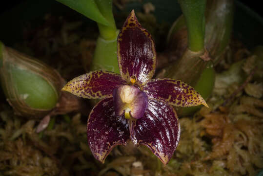 Image of Bulbophyllum cornutum (Blume) Rchb. fil.