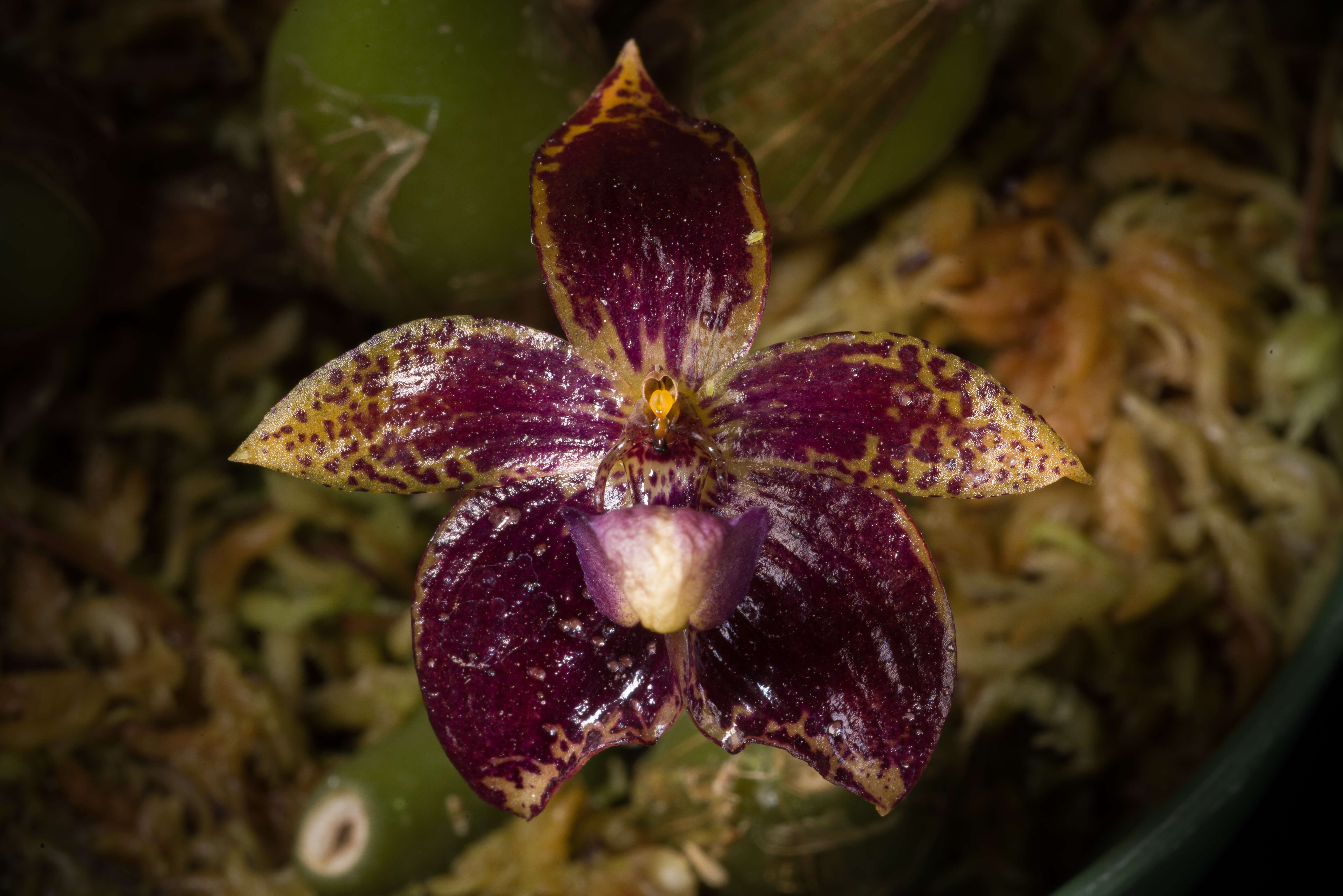 Image of Bulbophyllum cornutum (Blume) Rchb. fil.