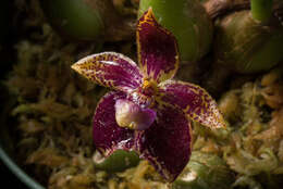 Image of Bulbophyllum cornutum (Blume) Rchb. fil.