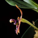 Image de Bulbophyllum cornutum (Blume) Rchb. fil.