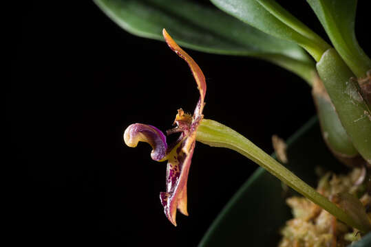 Image of Bulbophyllum cornutum (Blume) Rchb. fil.