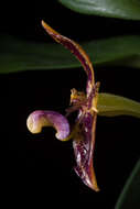 Image of Bulbophyllum cornutum (Blume) Rchb. fil.