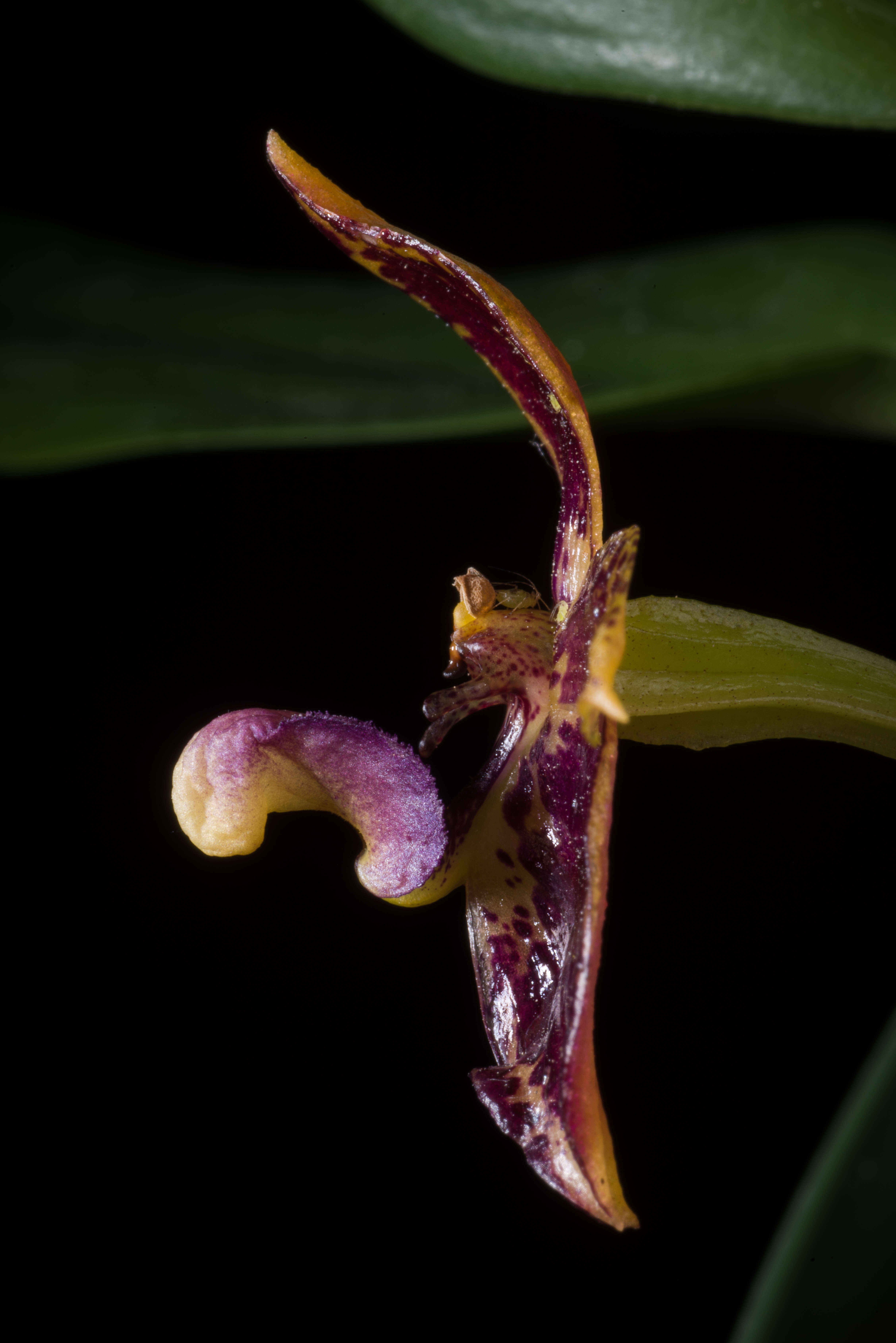 Image of Bulbophyllum cornutum (Blume) Rchb. fil.