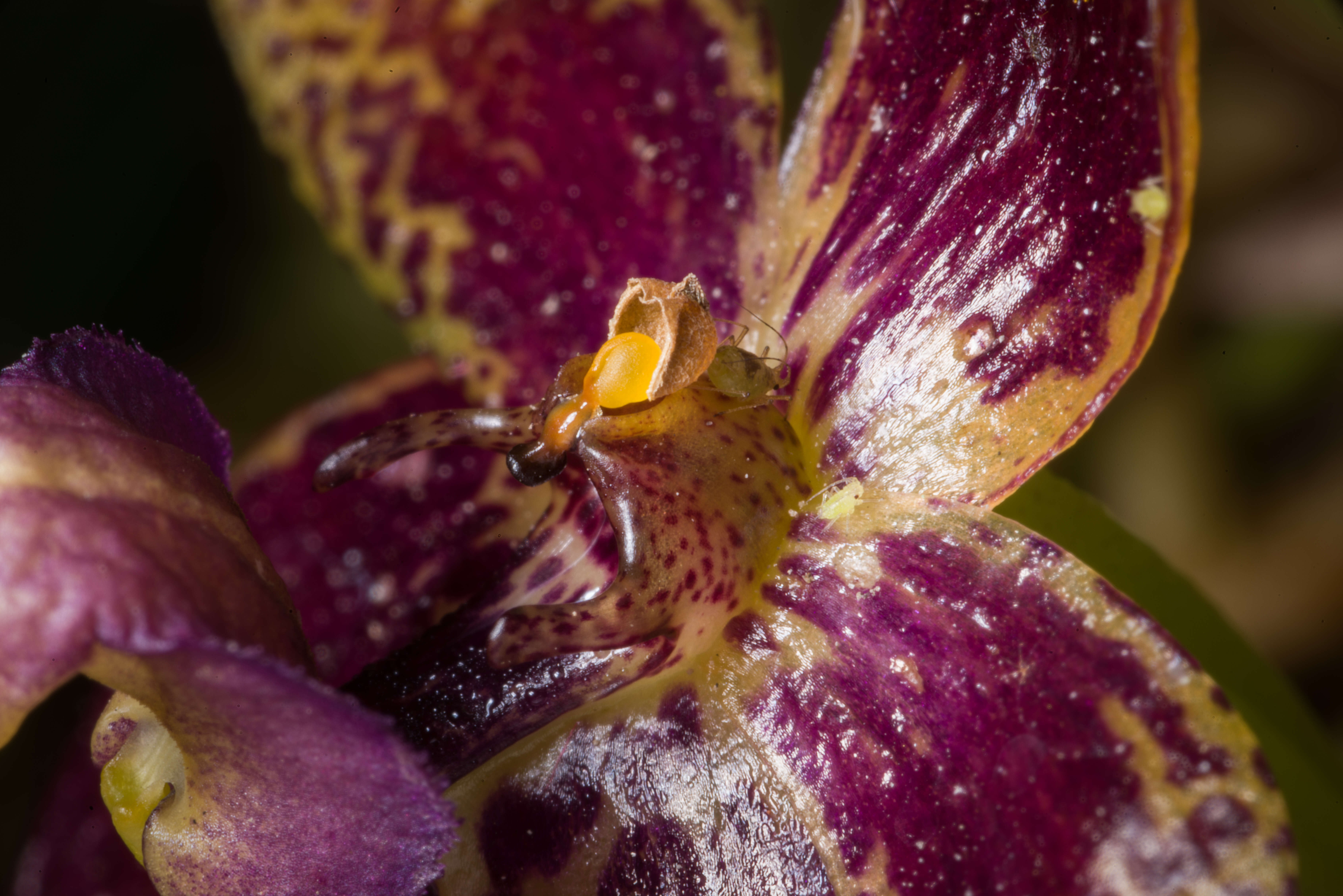 Image of Bulbophyllum cornutum (Blume) Rchb. fil.