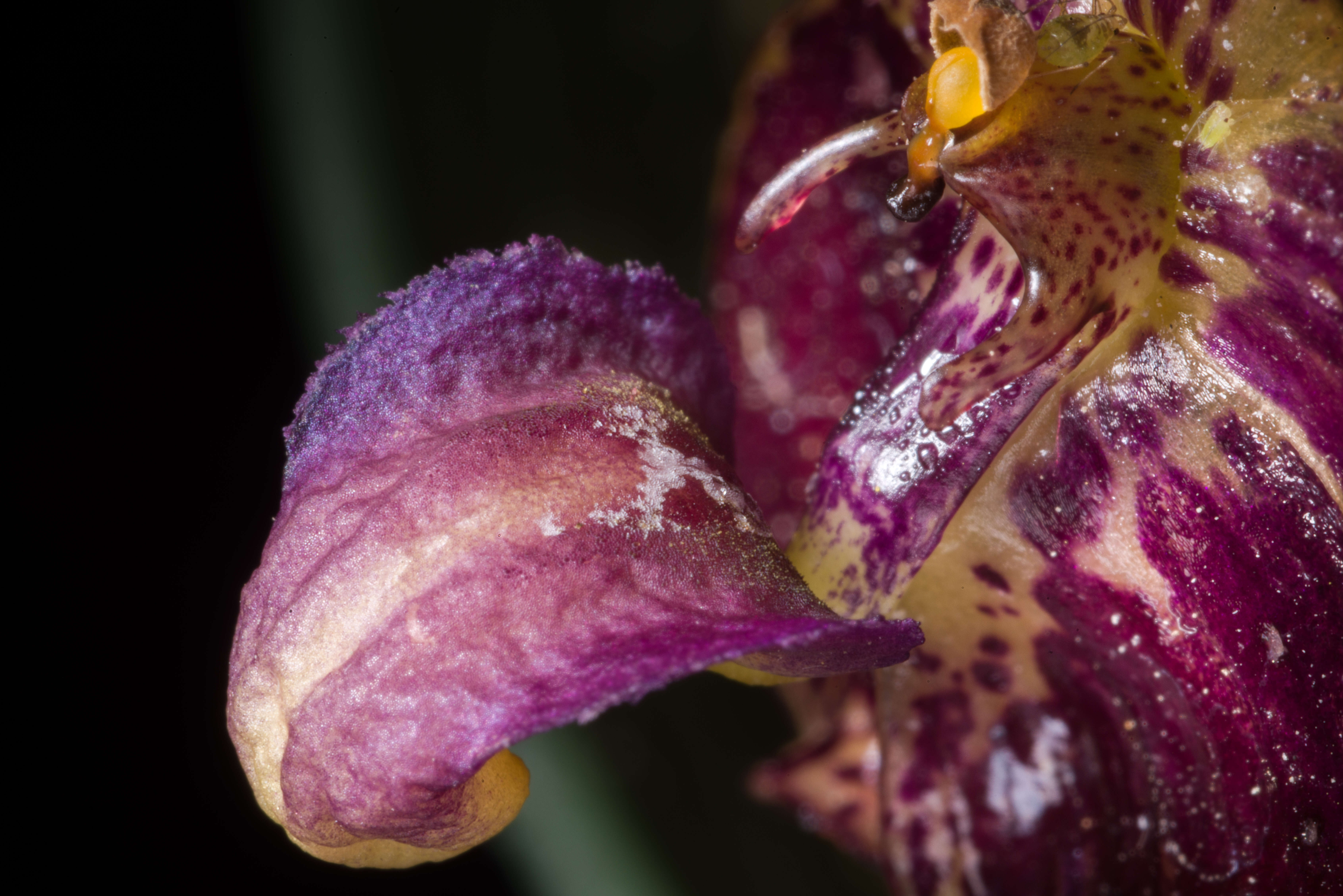 Image of Bulbophyllum cornutum (Blume) Rchb. fil.