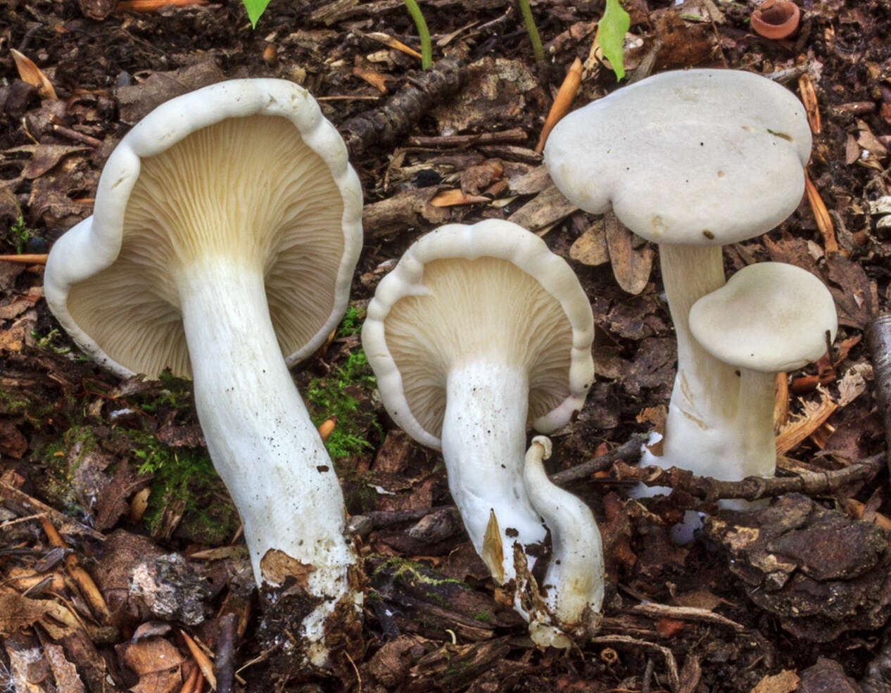 Image of Sweetbread mushroom