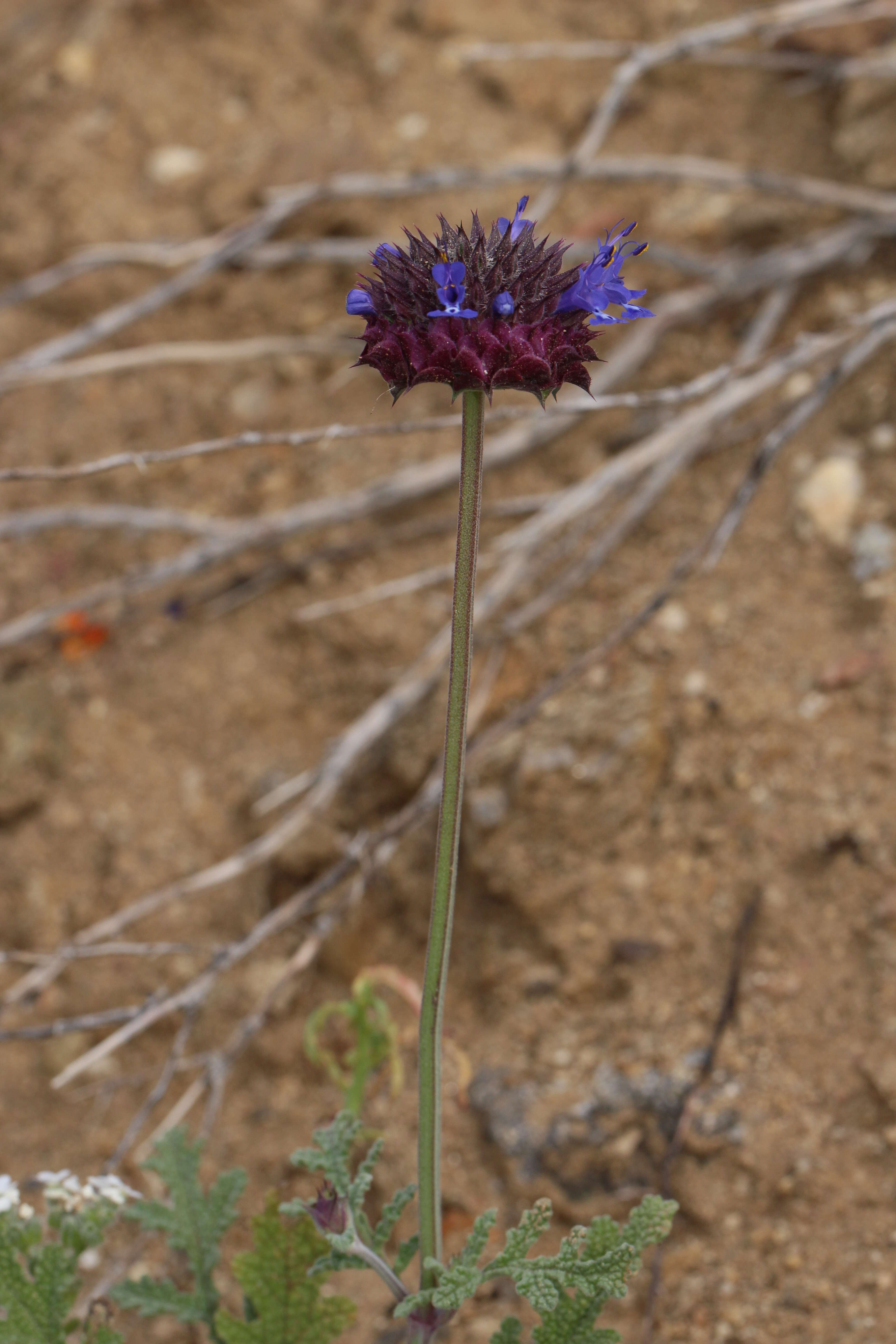 Image of chia