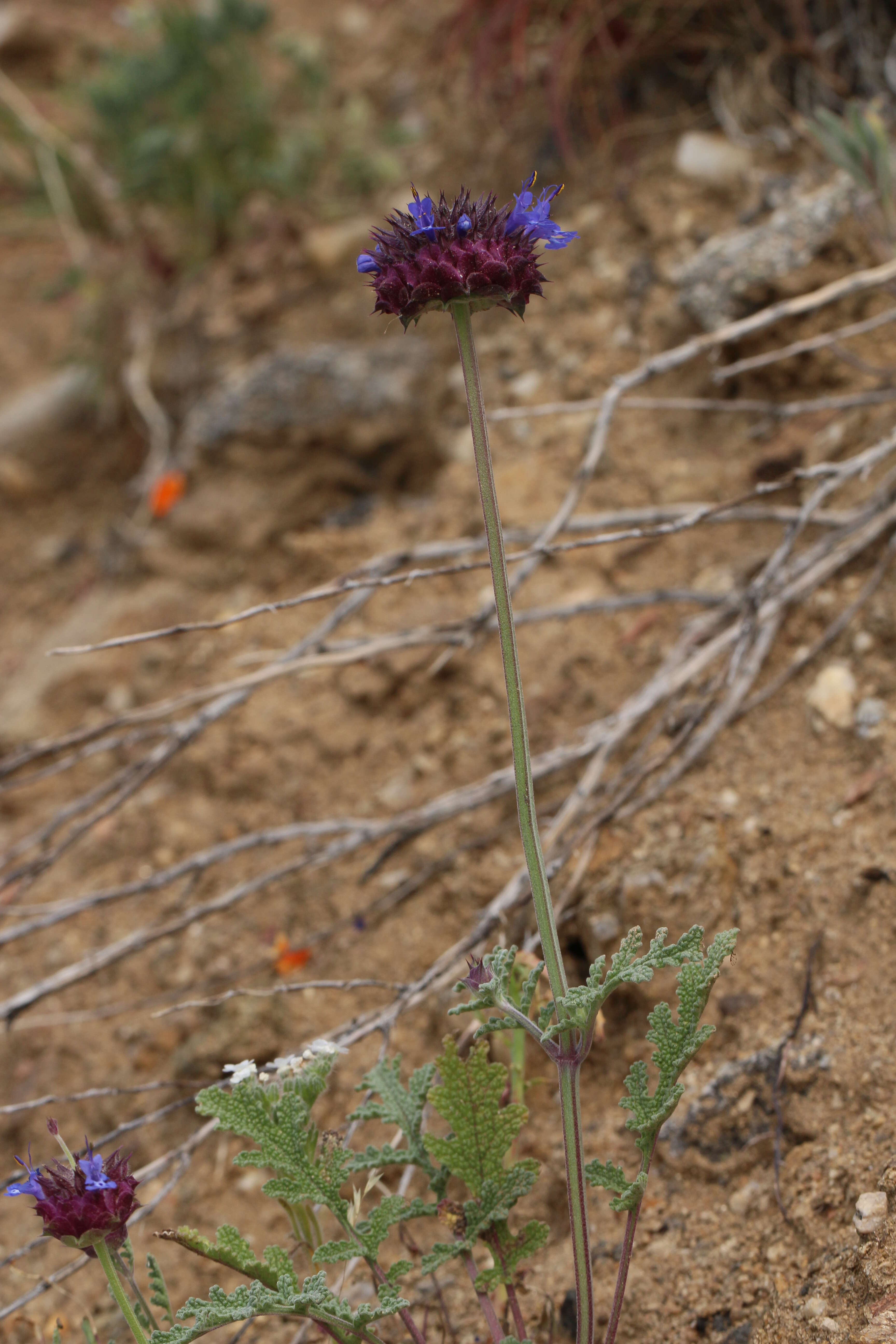 Image of chia