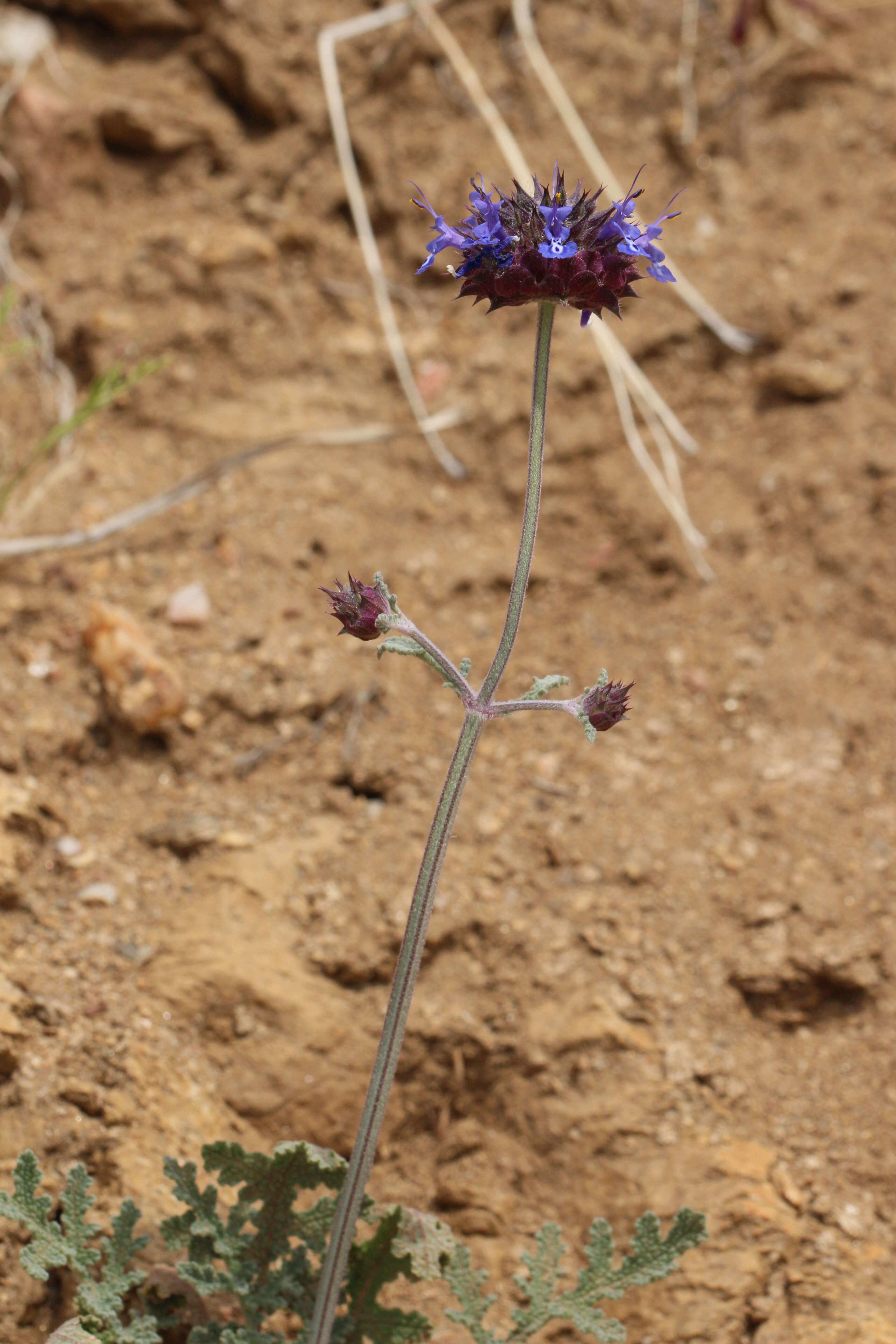 Imagem de Salvia columbariae Benth.