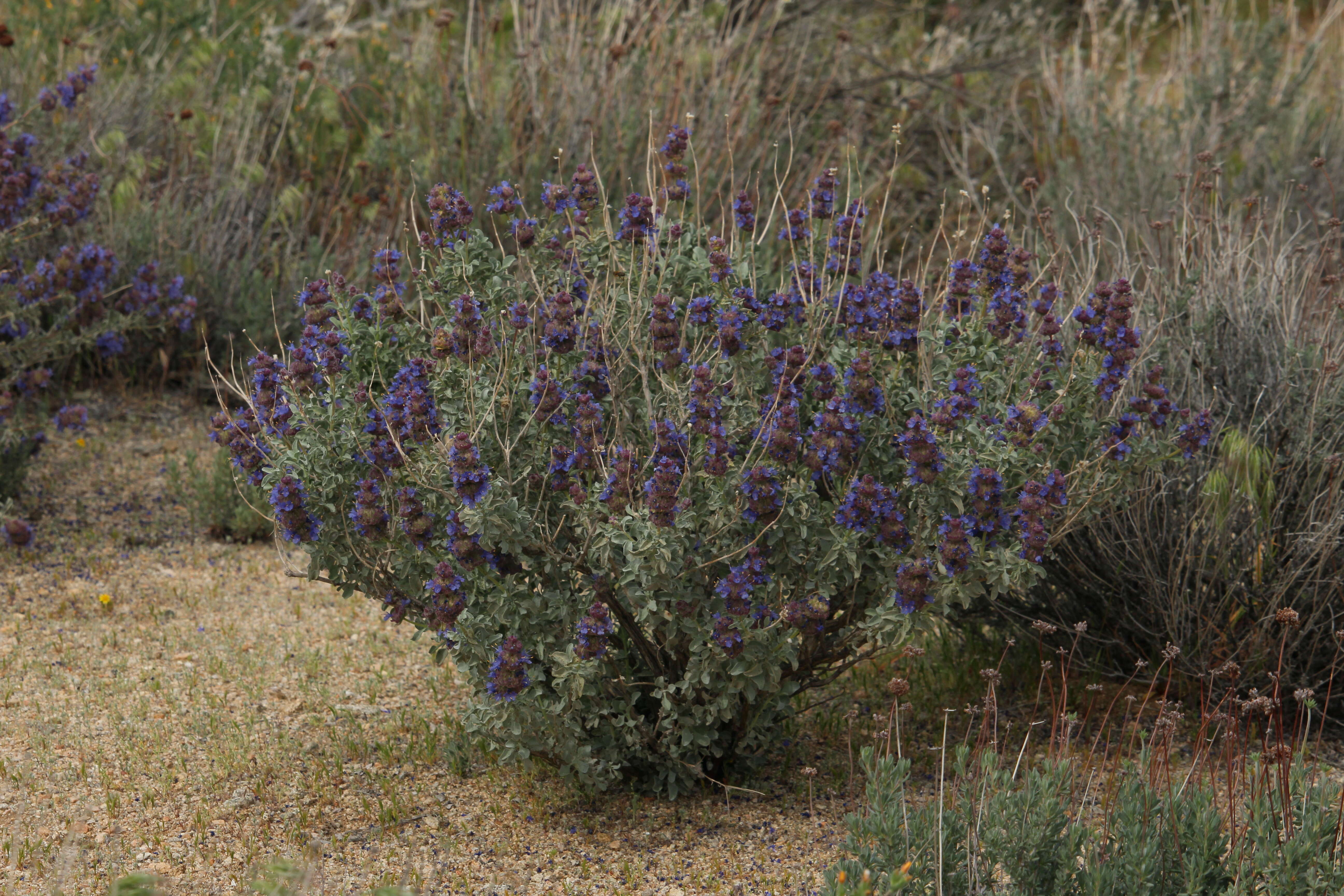 Image of purple sage
