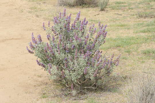 Image of purple sage