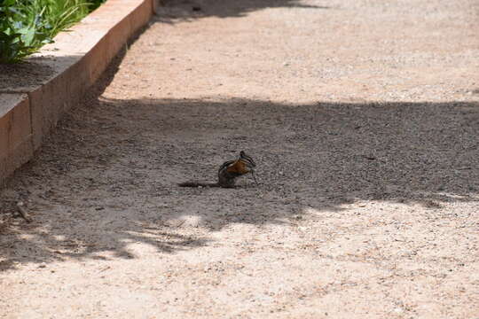 Image of Uinta Chipmunk