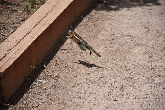 Image of Uinta Chipmunk