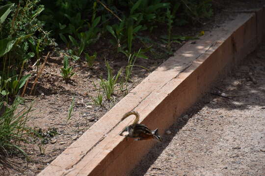 Image of Uinta Chipmunk