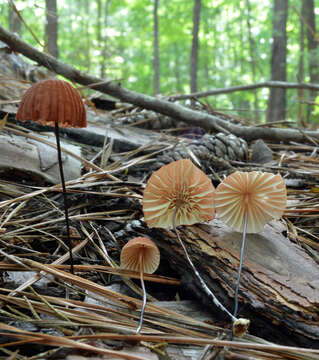 Image of Marasmius siccus