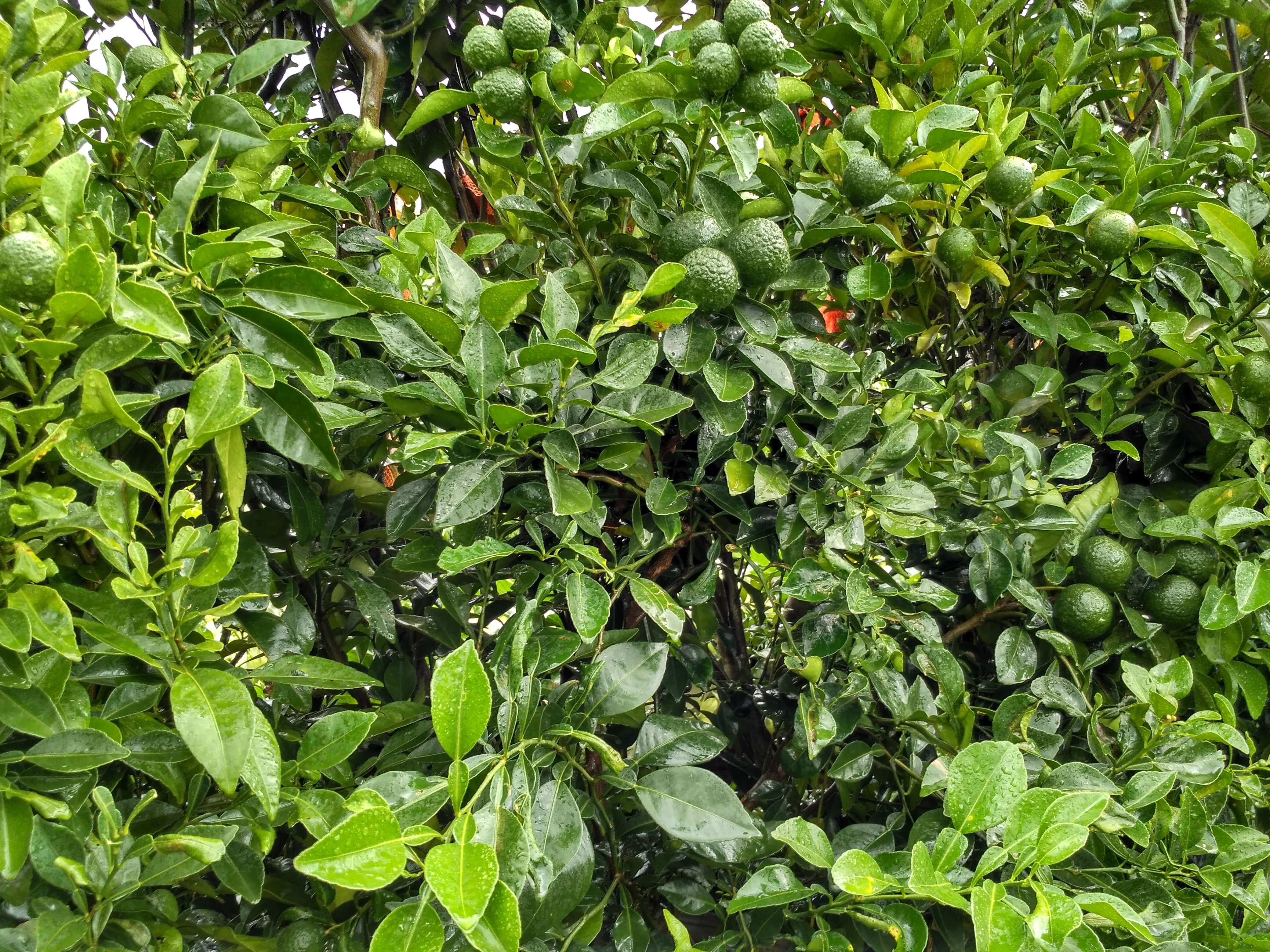 Image of Citrus reticulata