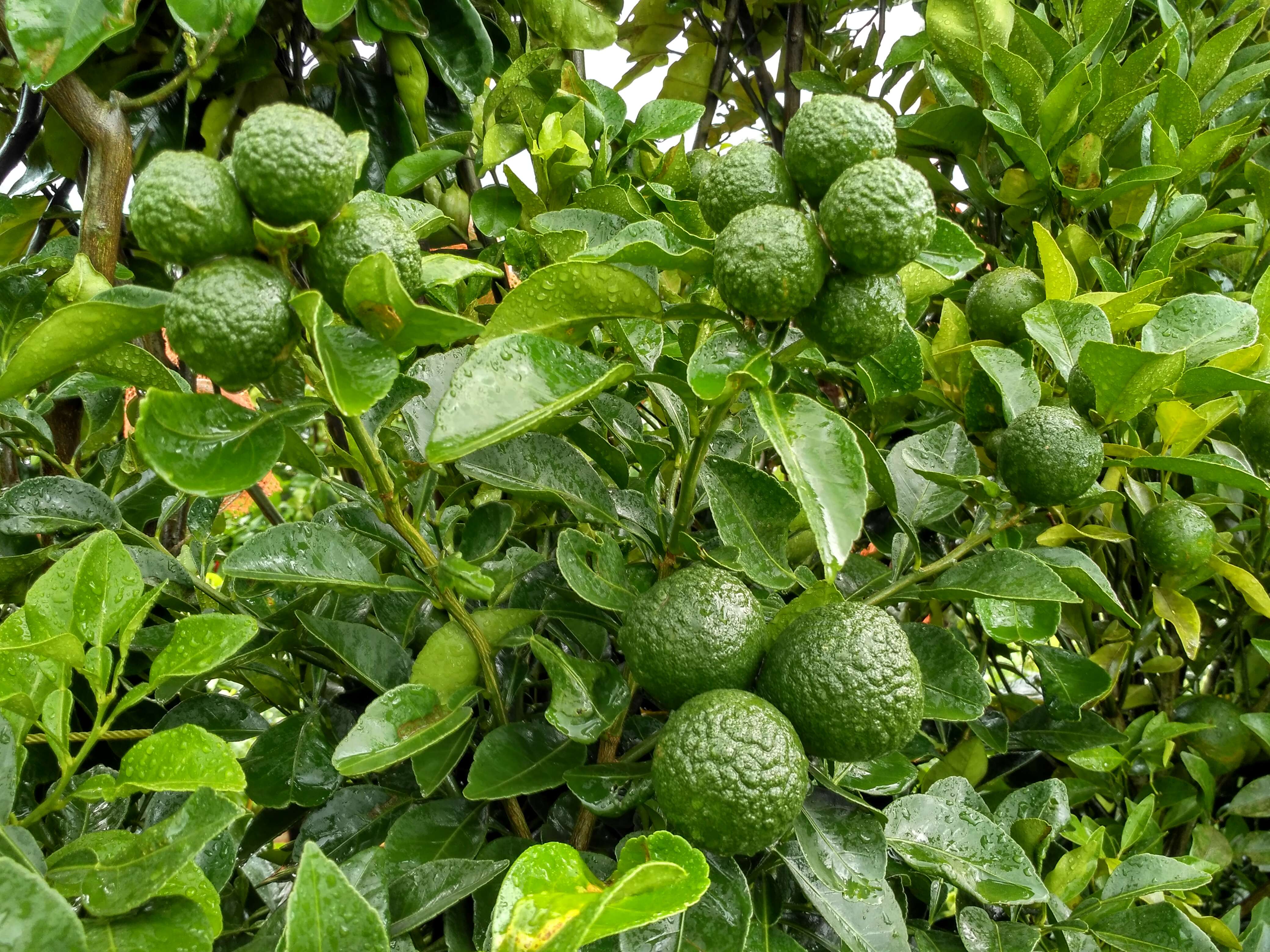 Image of Citrus reticulata