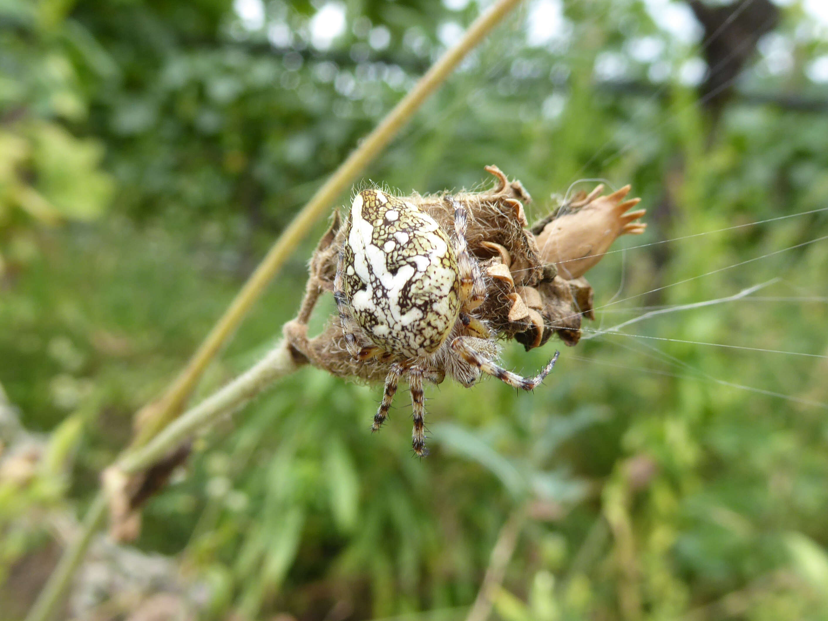 Image of Aculepeira ceropegia (Walckenaer 1802)