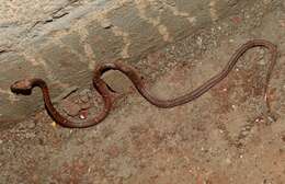 Image of Common Wolf Snake