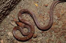 Image of Common Wolf Snake