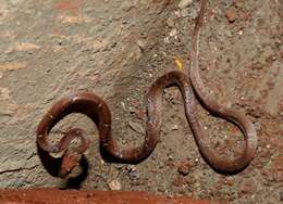 Image of Common Wolf Snake