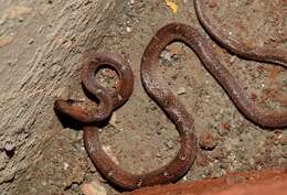 Image of Common Wolf Snake