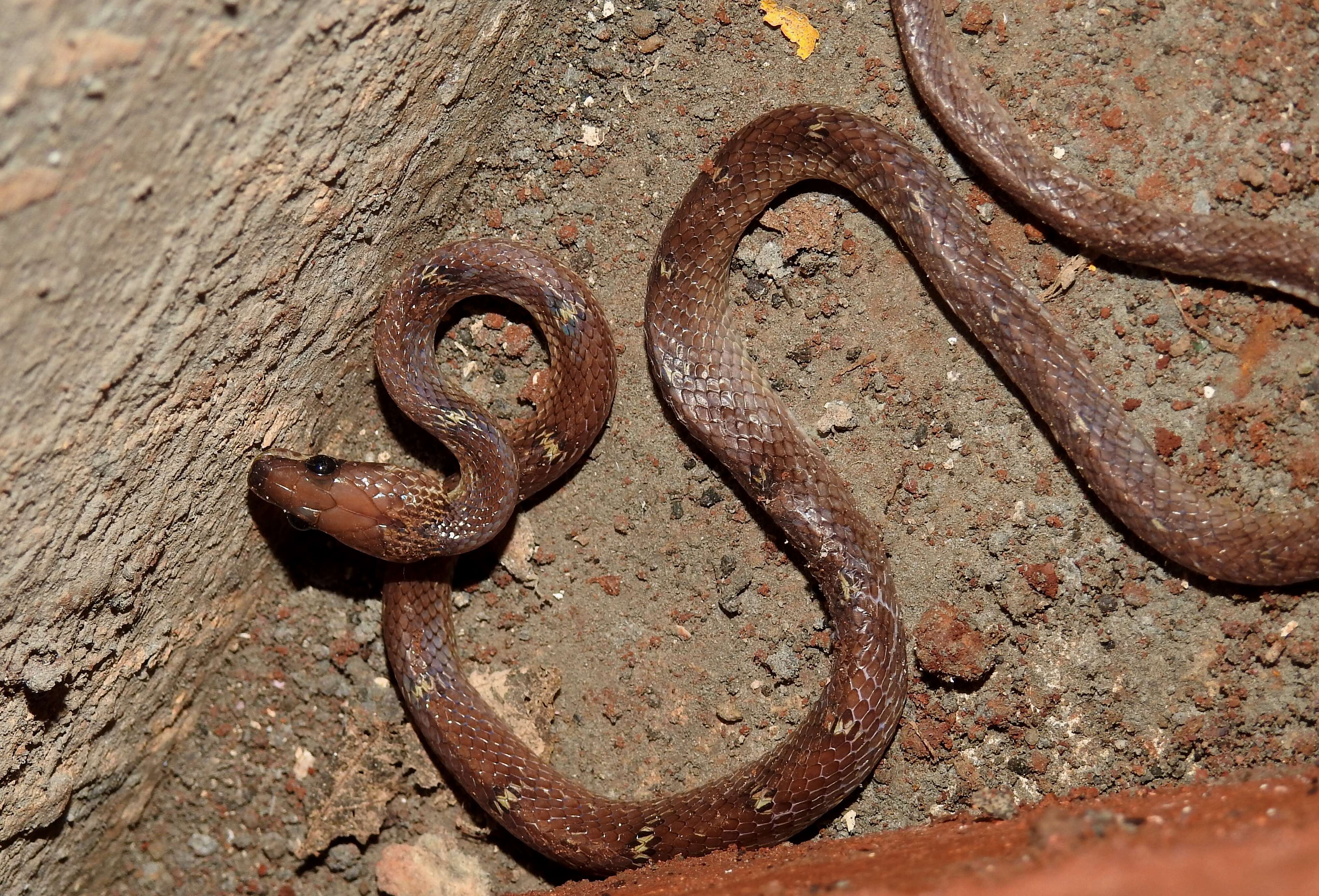 Image of Common Wolf Snake