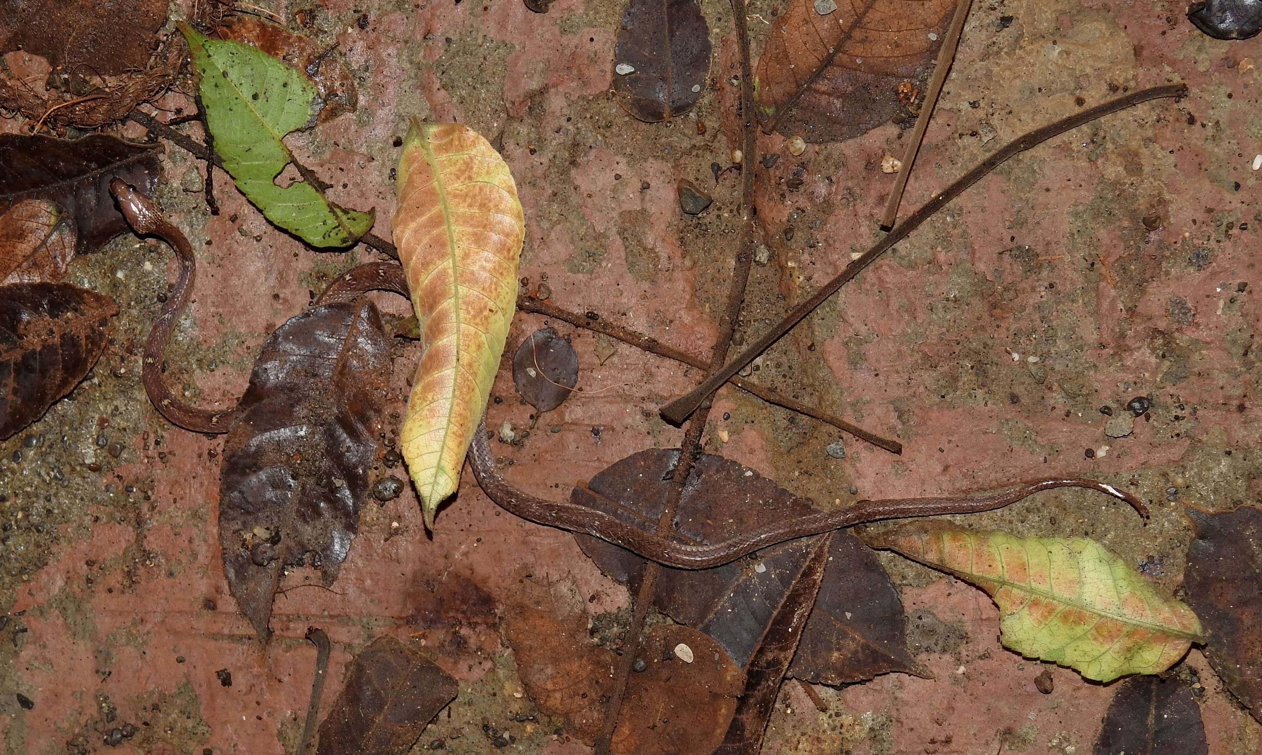 Image of Common Wolf Snake