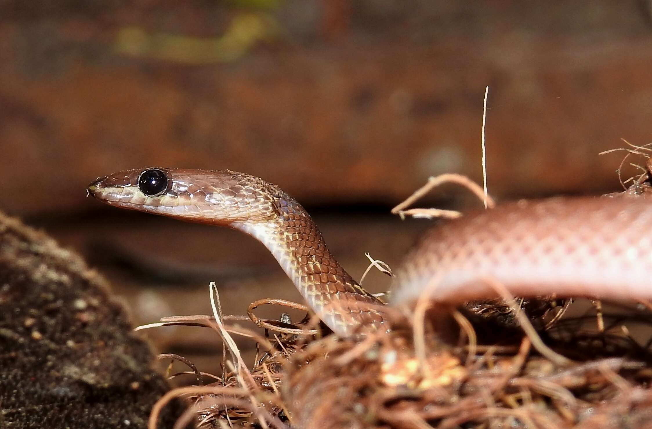 Image of Common Wolf Snake