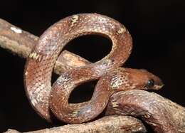 Image of Common Wolf Snake