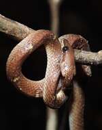 Image of Common Wolf Snake