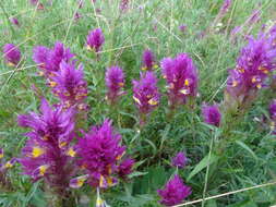 Image of field cow-wheat