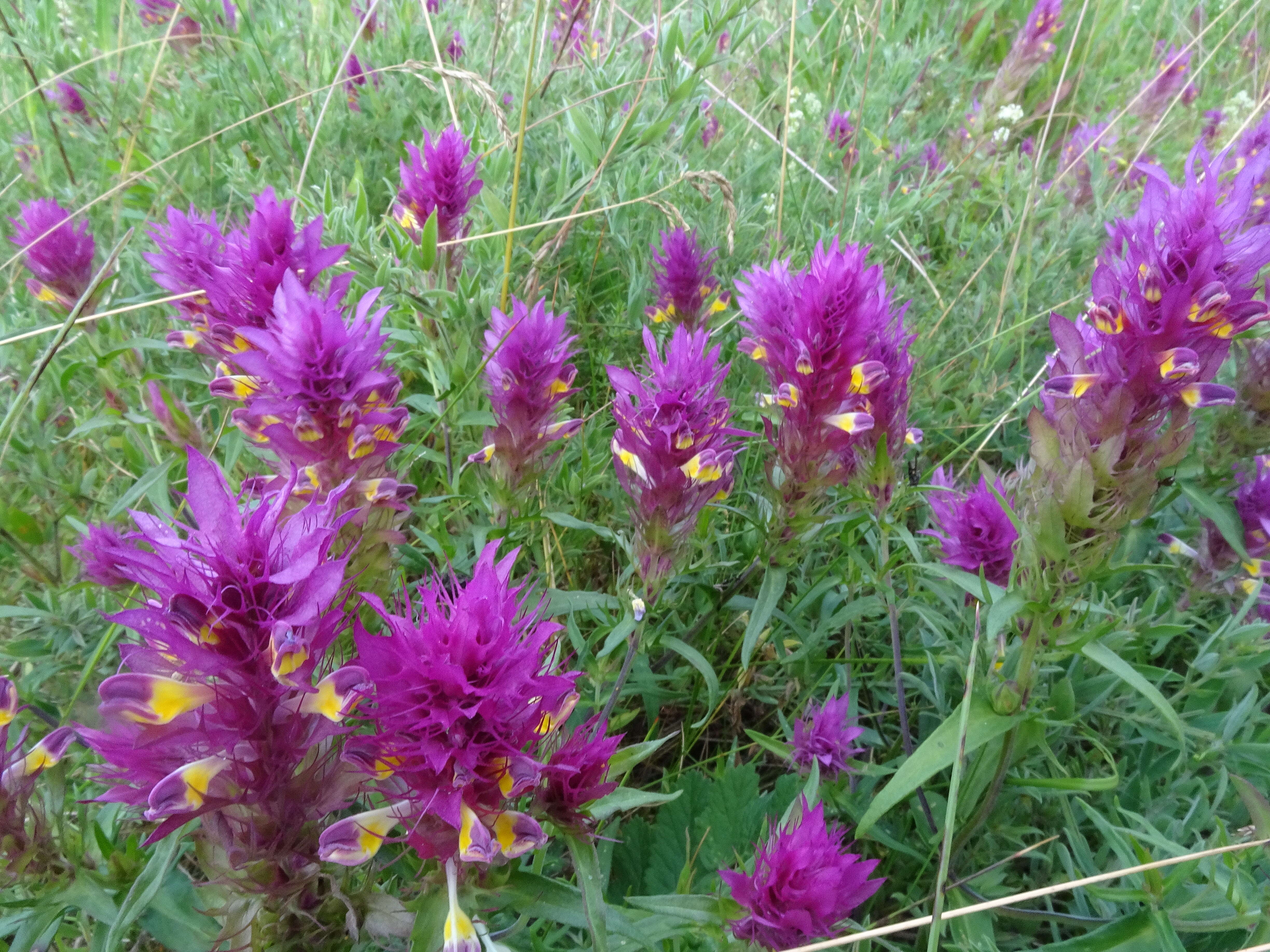 Image of field cow-wheat