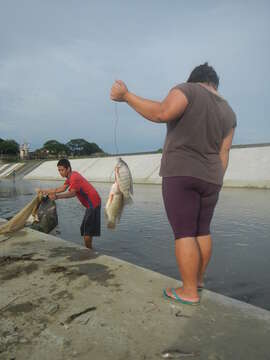 Image of Tilapia