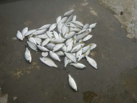 Image of Silver perch