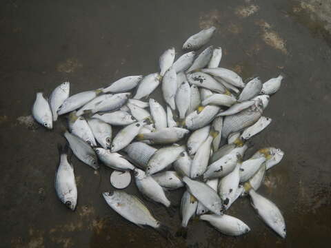 Image of Silver perch