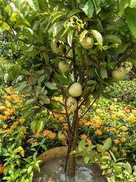 Image of sugar apple