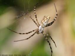 Image of Argiope lobata (Pallas 1772)