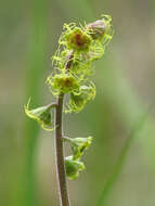 Image of fivestamen miterwort