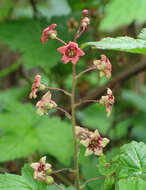 Image of trailing black currant