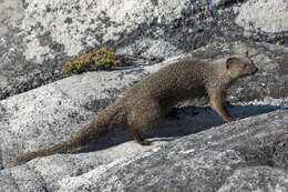 Image of Cape Gray Mongoose