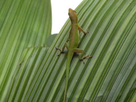 Image of Cuban green anole