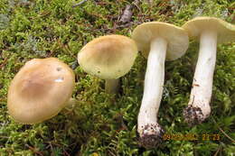 Image of Tricholoma intermedium Peck 1888