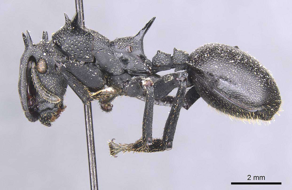 Cephalotes marginatus (Fabricius 1804) resmi