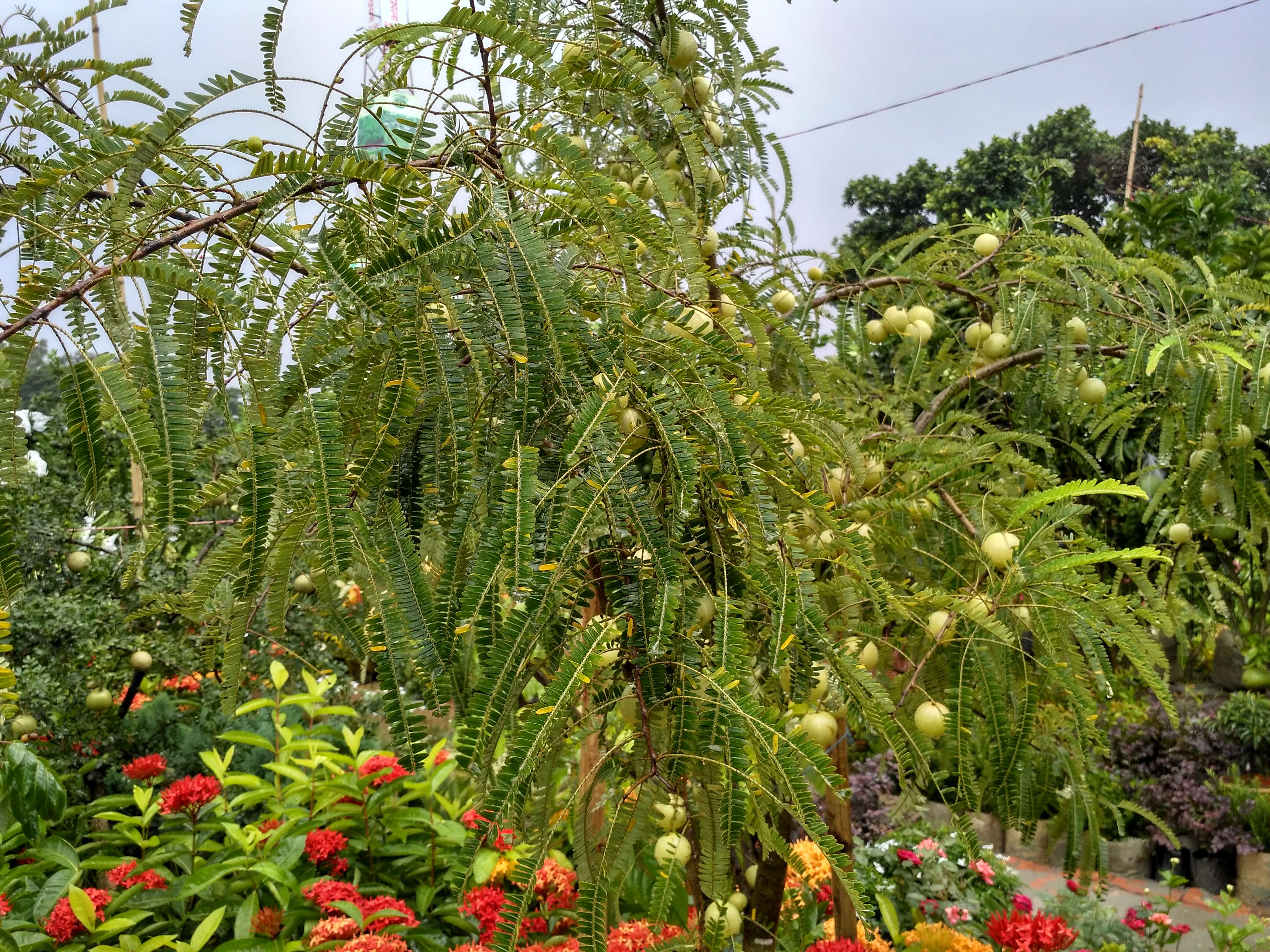 Plancia ëd Phyllanthus emblica L.