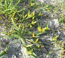 Imagem de Lachenalia reflexa Thunb.