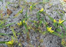 Imagem de Lachenalia reflexa Thunb.